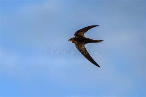 Black Swift Flying Over Head Stock Photo - Image of animals, fast ...