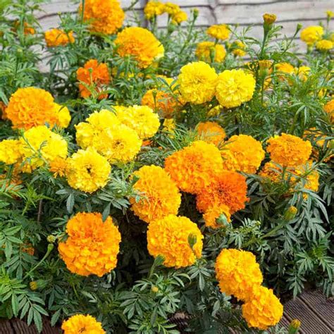 Marigold African Crackerjack Mix Seeds The Veggie Gardener