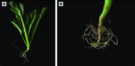 Roots Of Brassica Juncea Showing Galls A 42 D And B 63 D Post Download Scientific Diagram