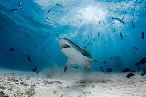 Are There Sharks in Nicaragua? - American Oceans