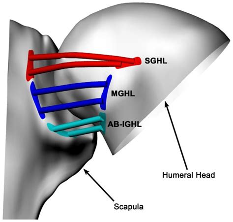 Inferior Glenohumeral Ligament Wikism Sports Medicine Wiki