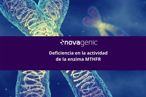 Deficiencia En La Actividad De La Enzima Mthfr Novagenic