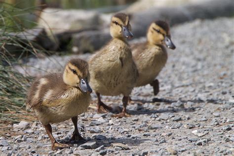 Free Images Nature Wildlife Beak Fauna Poultry Duck Goose