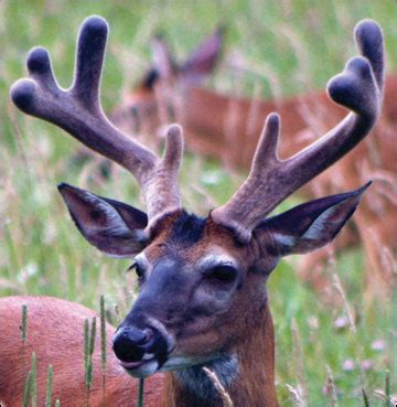 Female White Tailed Deer With Antlers