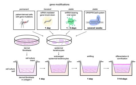 Um Modelo De Pele Melanoma De Organotypic 3D Esferoide 49 OFF