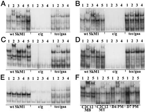 Myogenic BHLH Proteins Bind The Wild Type SkM1 Promoter E Box But Not