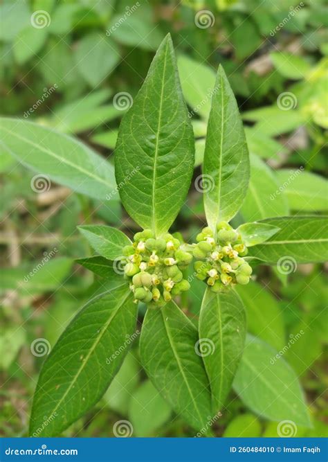 Euphorbia Heterophylla is a Plant that Belongs To the Family Euphorbiaceae or the Genus ...