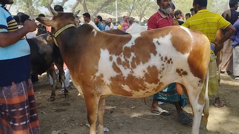 গরুর হাট ২০২৪ এর কোরবানি উপযোগী ষাঁড় গরুর দাম। মাতাজি হাট নওগাঁ। ১৫