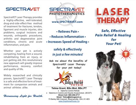 Spectravet Laser Therapy The Dog And Horse Physio