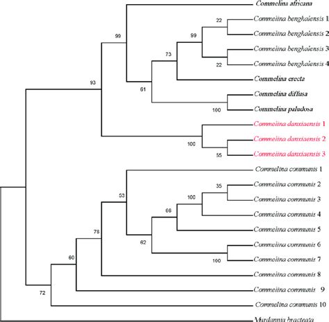 Maximum Likelihood Consensus Tree Of The New Species And Related