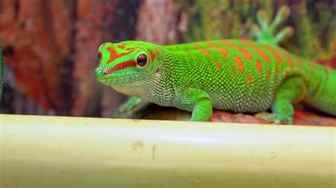 "Giant Day Gecko" Images – Browse 549 Stock Photos, Vectors, and Video | Adobe Stock