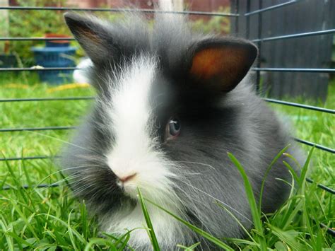 Lionhead Rabbit Kits For Sale Cf Aba F Lionhead