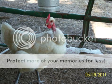 Naked Neck Turken Thread Page BackYard Chickens Learn How To Raise Chickens