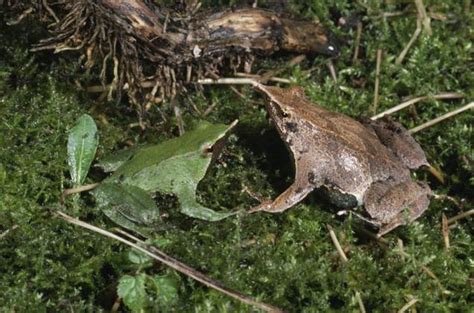 Darwin S Frogs Fotos | IMAGO