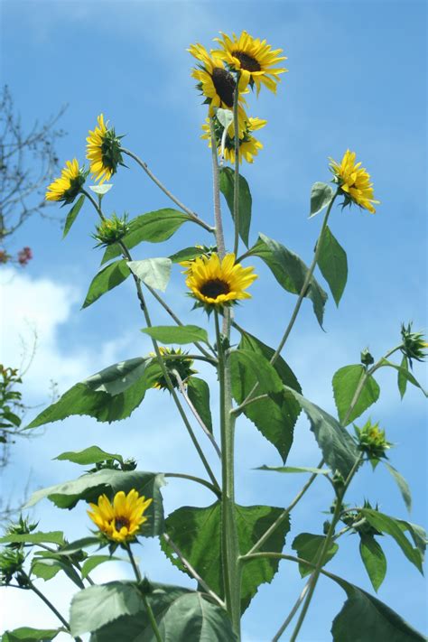 Top Imagen Crecimiento De Girasol Gigante Abzlocal Mx