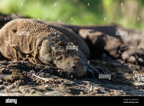 Habitat Naturale Del Drago Di Komodo Immagini E Fotos Stock Alamy