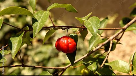 Pitanga The Surinam Cherry Brazilian Cherry Cayenne Cherry Eugenia