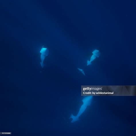 Underwater View Of A Pod Of Female Killer Whales Swimming In Blue Water ...