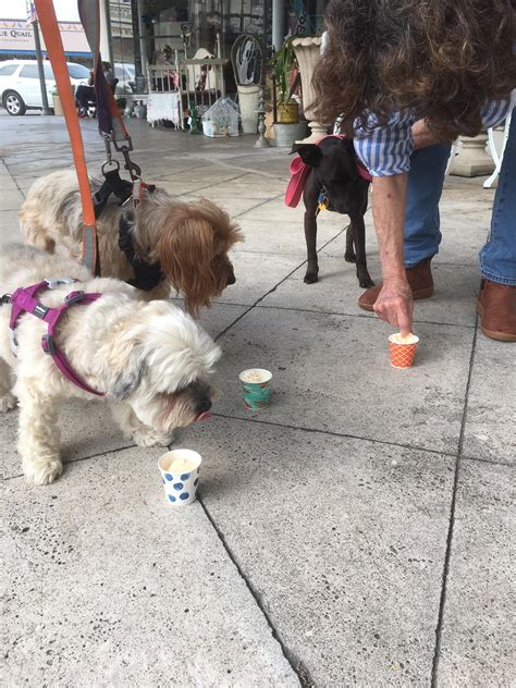 Two Scoops & More - Great Day for Puppy Cups! | Facebook