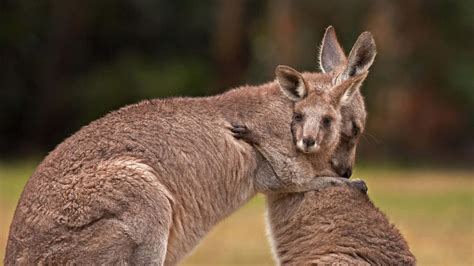 Kangaroo Hd Wallpapers And Backgrounds Off Rbk Bm