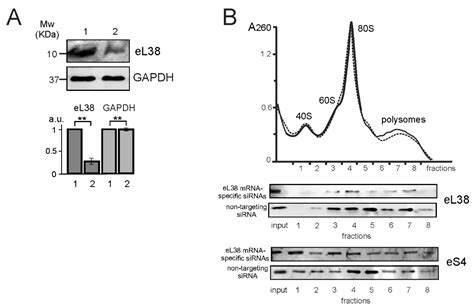 Knockdown Of The Ribosomal Protein EL38 In HEK293 Cells Changes The