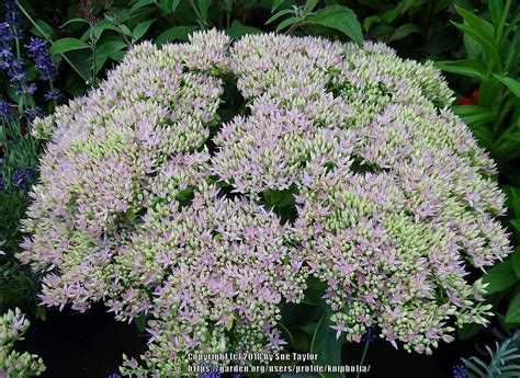 Stonecrop Hylotelephium Spectabile Crystal Pink