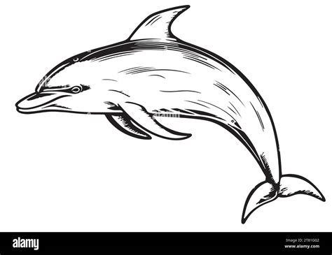 Dolphin Hand Drawn Sketch Vector Illustration Sea Animals Stock Vector