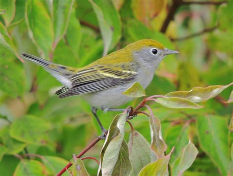 Chestnut-sided Warbler. Hendrie V. – My Bird of the Day