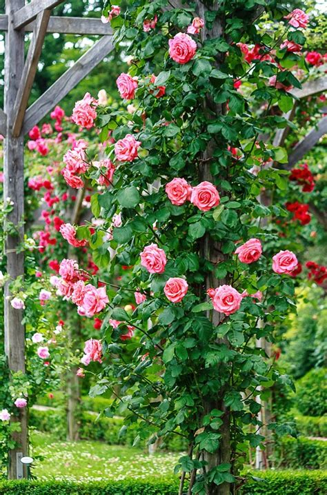 Taking Care of Gulab ka Phool | Rose Flowering Guide • India Gardening