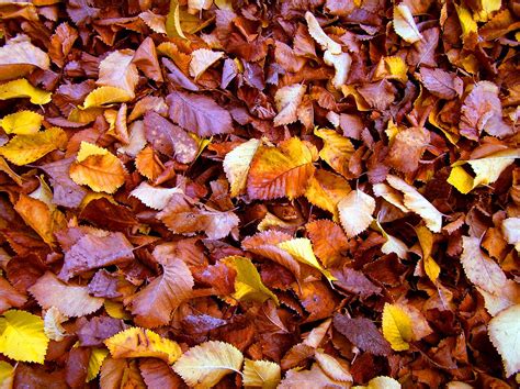 Winter Leaves Free Photo Download | FreeImages