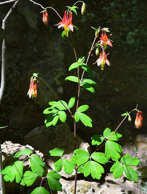 Aquilegia canadensis page