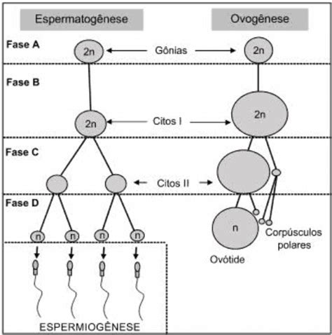 Quest O Puc Biologia Comunica O O Aluno Respondida E