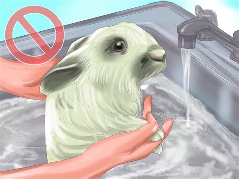 How To Raise Rabbits 14 Steps With Pictures Wikihow