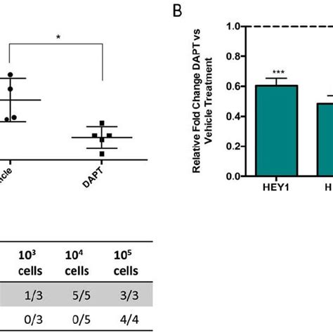 Pharmacological Inhibition Of Notch Signaling Significantly Reduces