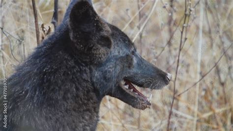 Black Coyote Looking Stock Video | Adobe Stock