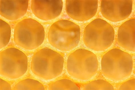 Honeycombs Stock Photo Image Of Brown Honeycombs Yellow 98980880