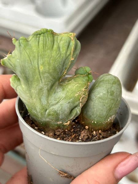 Trichocereus Bridgesii Penis Plant Monstruosa Cristata Kaktusy