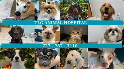 TLC ANIMAL HOSPITAL - Animal Hospital, Veterinarian, Dog and Cat