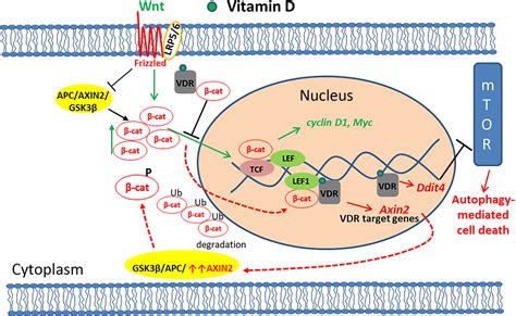 Exploring Vitamin D Signalling Within Skin Cancer Vishlaghi