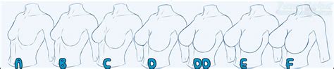 Breast Size Guide By Nova Kayne Fur Affinity Dot Net