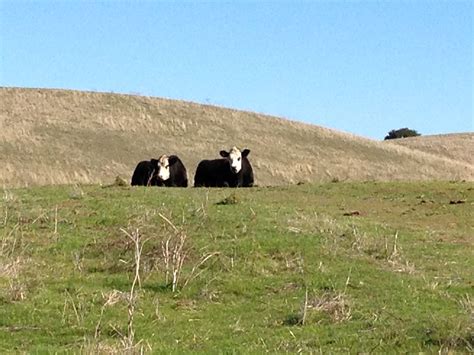 Martinez Scenic Trail | Scenic, East bay, Natural landmarks