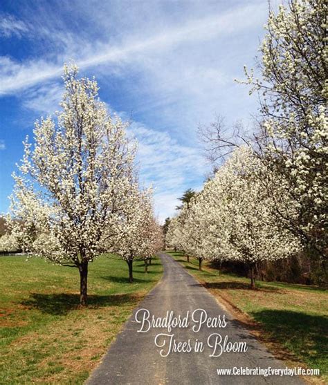 Bradford Pears in Bloom | Celebrating Everyday Life with Jennifer Carroll
