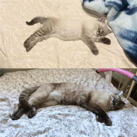 A before and after of my cat : r/cats