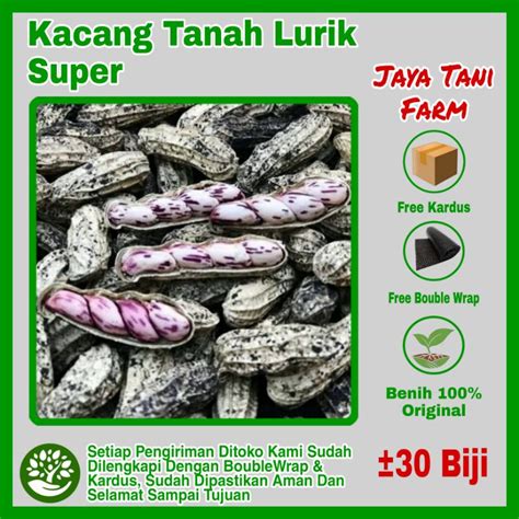 Jual 30 Biji Benih Kacang Lurik Kacang Tanah Lurik Original Super