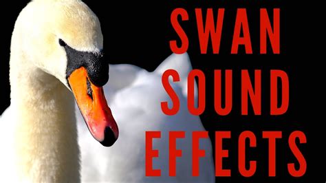 SWAN SOUND EFFECTS Swan Honking And Noises YouTube