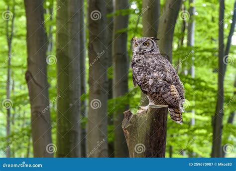 Great Horned Owl Bubo Virginianus Sitting On A Tree Trunk Stock Image