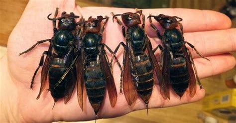 Murder Hornet Invasive Insect From Asia Spotted In Us For The First Time