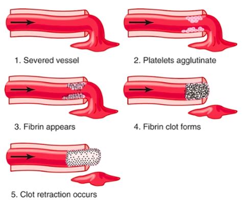 Physio Flashcards Quizlet