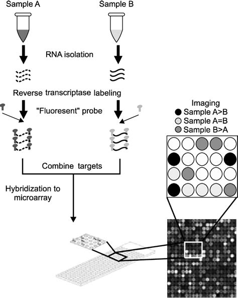 Dna Microarrays For Gwass Genotyping Dna Is Extracted From Both