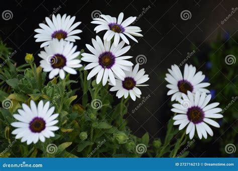 African Daisy Flowers Growing in the Garden Stock Image - Image of blossom, bright: 272716213